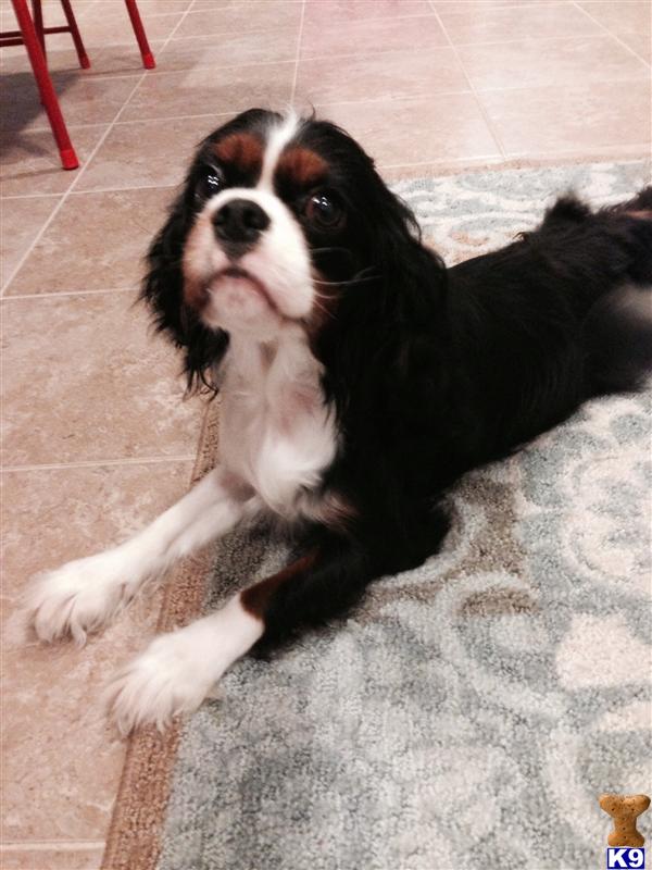 Cavalier King Charles Spaniel dog